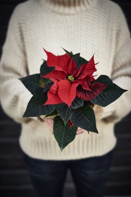 Jul på Plantagen 2018 Emmas Julblogg