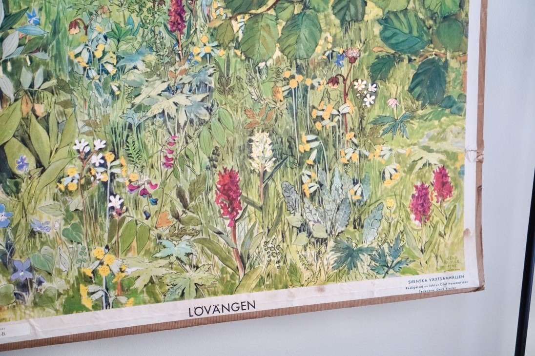 Växtplansch sommaräng lövängen