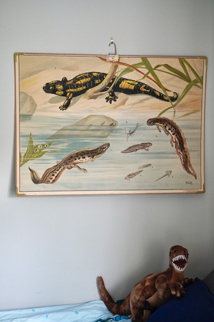 Skolplansch salamander