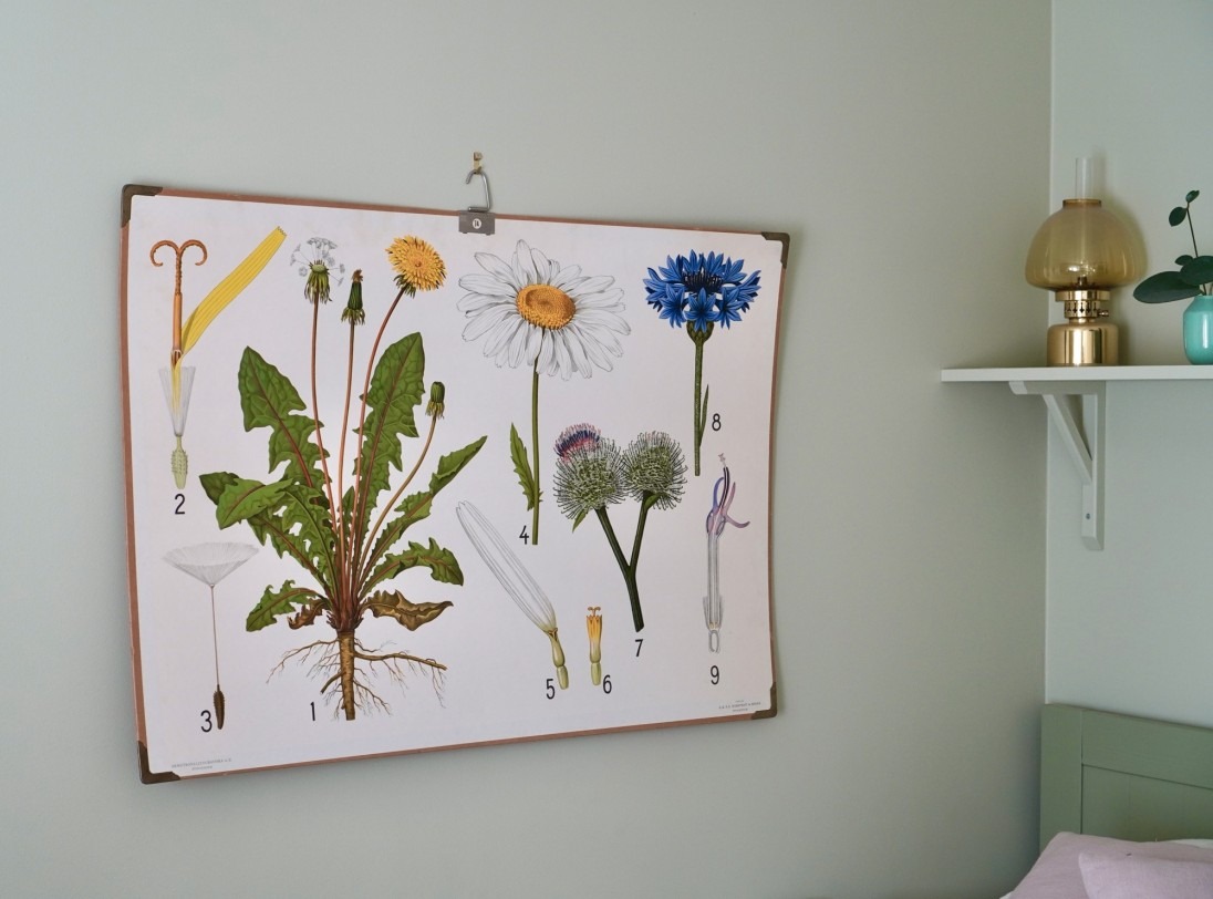 Skolplansch prästkrage, blåklint och maskros