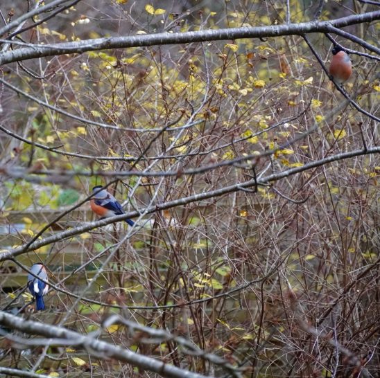 Domherrar i trädgården