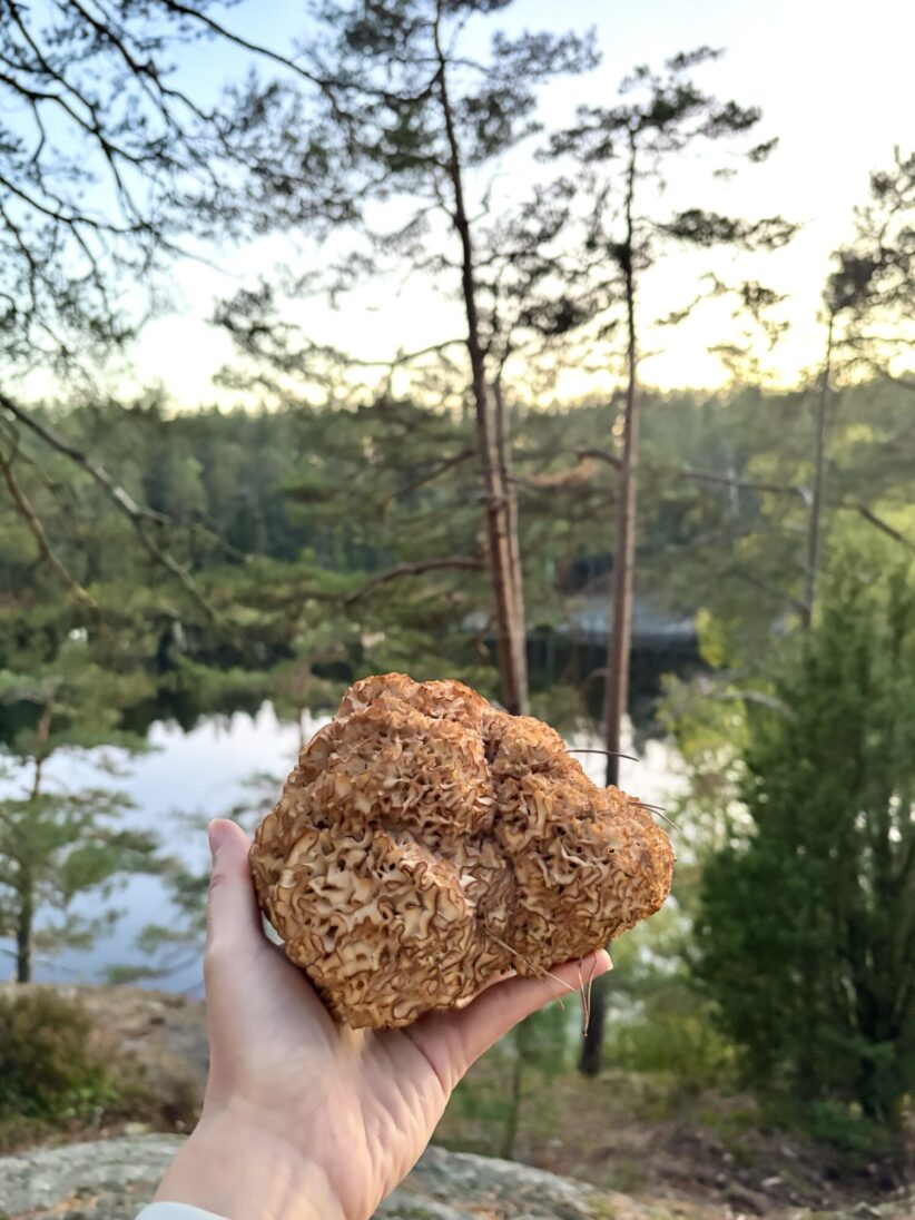 Blomkålssvamp